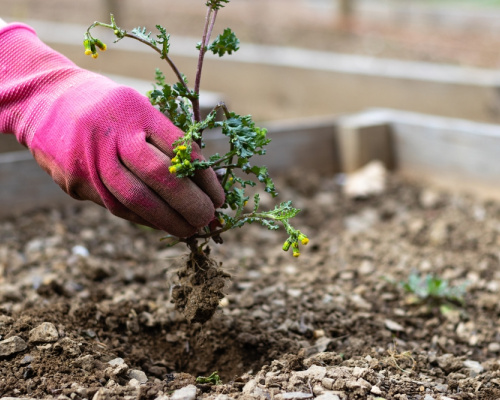 Pulling weeds out of the raised bed garden soil to make room for new seedlings. 